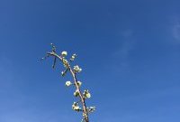 もうすぐ春がやってくる